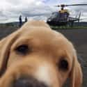 Helicopters Are Boring, Lookit Me on Random Greatest Animal Photobombs