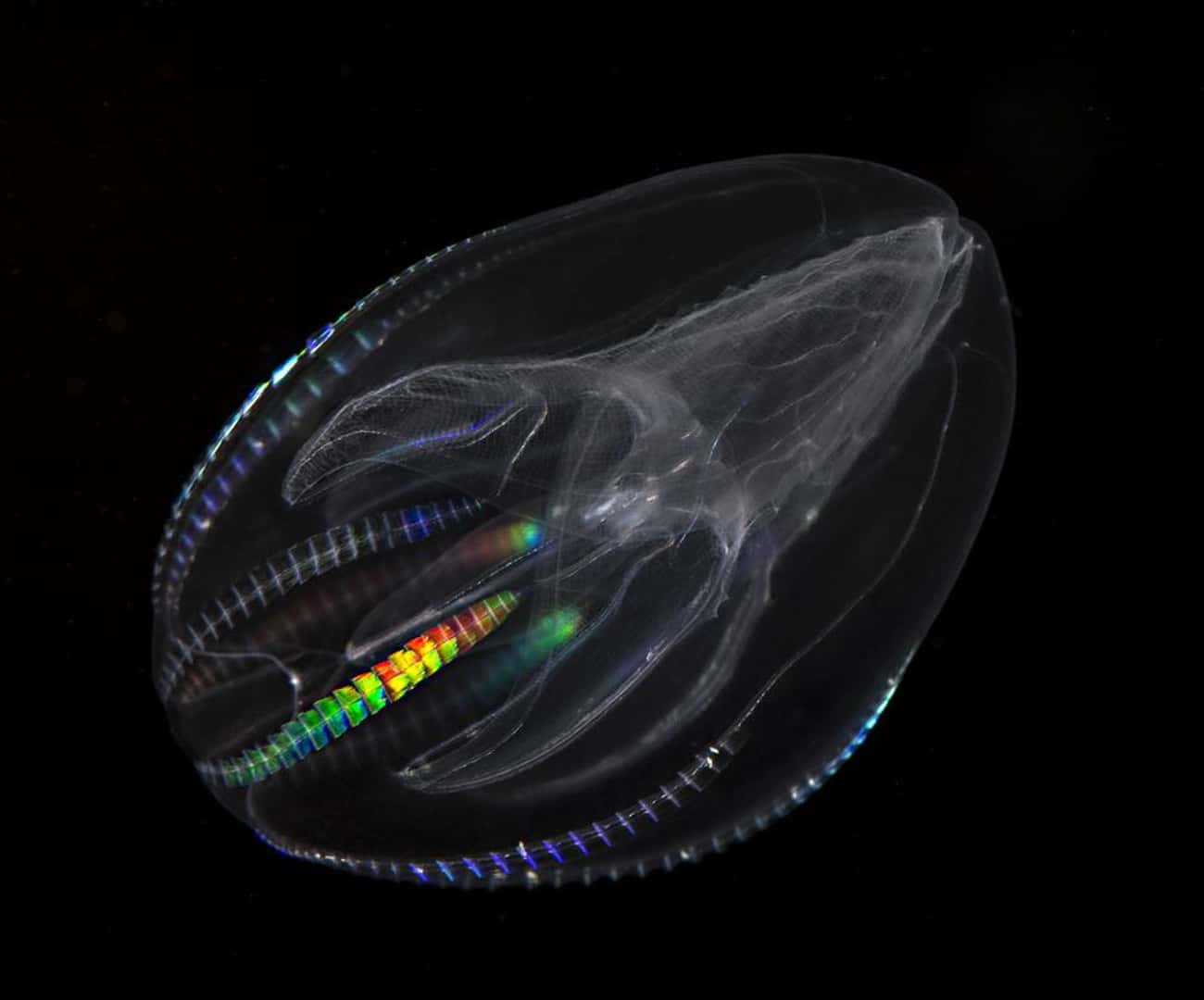 Comb Jellies Are Over the Rainbow