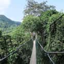 Oh, Just a Few Splinters Held Together By Extremely Frail Jungle Rope on Random World's Most Terrifying Bridges