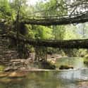 Tarzan's Favorite Hang Out Spot on Random World's Most Terrifying Bridges