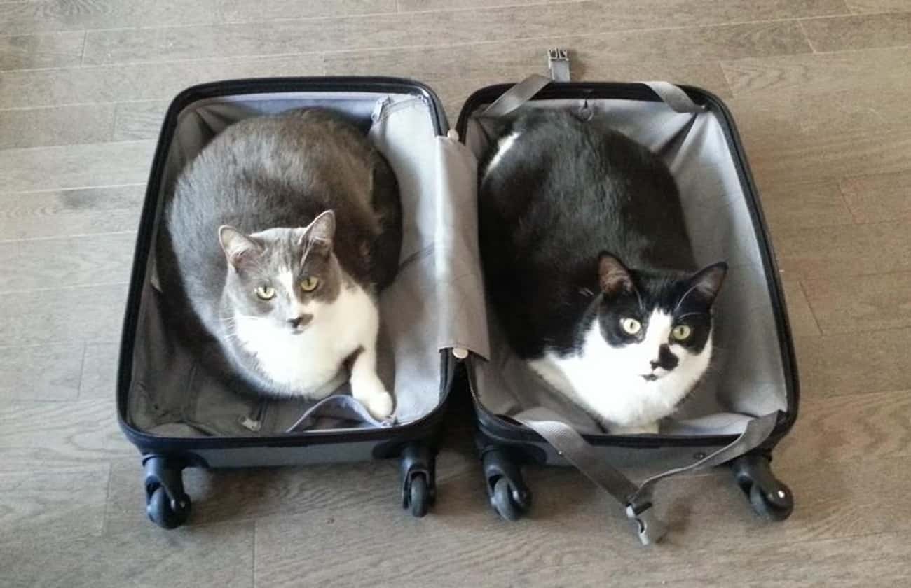 Кошка в чемодане прикол