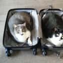 "Sorry. No Suitcases Available at the Moment." on Random Adorable Pets Who Are Sad to See You Go