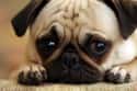"Sad Eyes: Engaged." on Random Adorable Pets Who Are Sad to See You Go