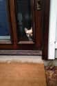 "I'll Be Patiently Waiting for You to Return." on Random Adorable Pets Who Are Sad to See You Go