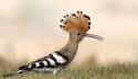 This Hoopoe with Its Sick Mohawk on Random Most Colorful Birds In World