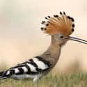 This Hoopoe with Its Sick Mohawk on Random Most Colorful Birds In World