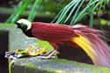 This Bird of Paradise and Its Fabulous Flowing Tail on Random Most Colorful Birds In World