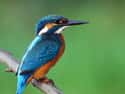 This Stylish Spotted Kingfisher You Have to See to Believe on Random Most Colorful Birds In World