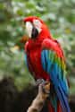 This Parrot Who Would Like a Word About His Plumage on Random Most Colorful Birds In World