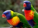 This Triple Threat Lorikeet on Random Most Colorful Birds In World
