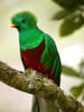 This Quirky Quetzal Who Is a Special Flower on Random Most Colorful Birds In World