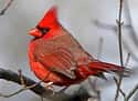 This Classic Cardinal Keeping It Real on Random Most Colorful Birds In World