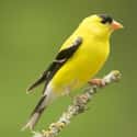 This Gorgeous Goldfinch Who Will Help You Forget Your Problems on Random Most Colorful Birds In World