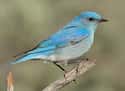 This Babe in Blue on Random Most Colorful Birds In World