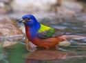 This Painted Bunting Who Knows All Your Favorite Colors on Random Most Colorful Birds In World