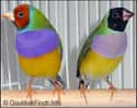 This Fierce Fashionista Finch on Random Most Colorful Birds In World