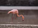This Pretty in Pink Leggy Flamingo on Random Most Colorful Birds In World