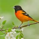 This Whistling Oriole Who Has Secrets to Share on Random Most Colorful Birds In World
