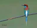 This Blue-Throated Beauty on Random Most Colorful Birds In World