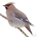 This Elegant and Loving Bohemian Waxwing on Random Most Colorful Birds In World