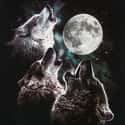 Wolf Moon on Random Best Full Moons in the Sky