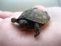 This Tiny Hatchling Tortoise Is Ready To Take The World By Storm on Random Cutest Animals That Fit Right on Your Finger