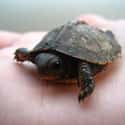 This Tiny Hatchling Tortoise Is Ready To Take The World By Storm on Random Cutest Animals That Fit Right on Your Finger