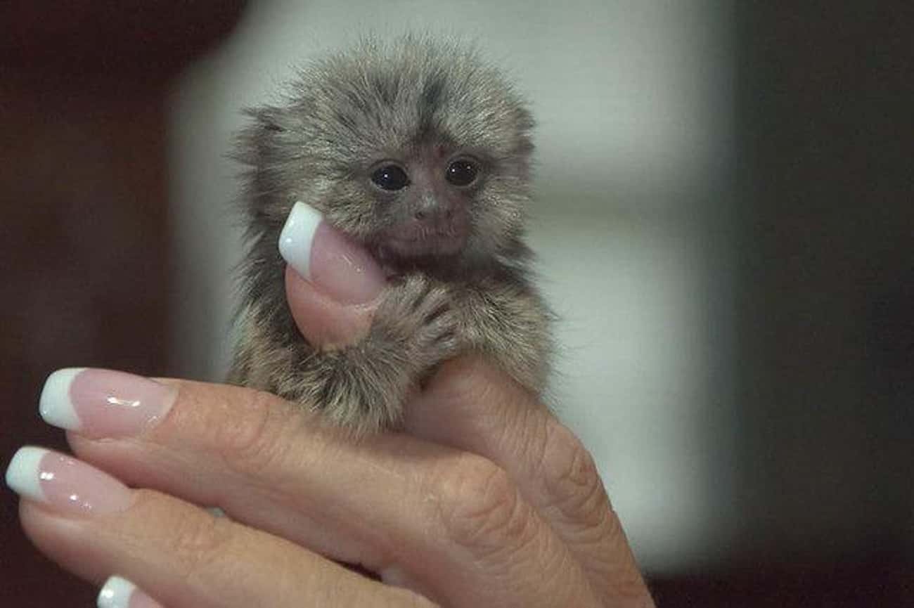 This Furry Little Finger Monkey Is Living Up To His Name