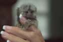 This Furry Little Finger Monkey Is Living Up To His Name on Random Cutest Animals That Fit Right on Your Finger