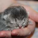 This Tiny Kitten Is A Cuteness Overload Waiting To Happen on Random Cutest Animals That Fit Right on Your Finger