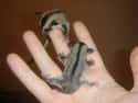 This Teeny Tiny Sugar Glider Is Not Quite Ready For Lift Off on Random Cutest Animals That Fit Right on Your Finger