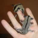 This Teeny Tiny Sugar Glider Is Not Quite Ready For Lift Off on Random Cutest Animals That Fit Right on Your Finger