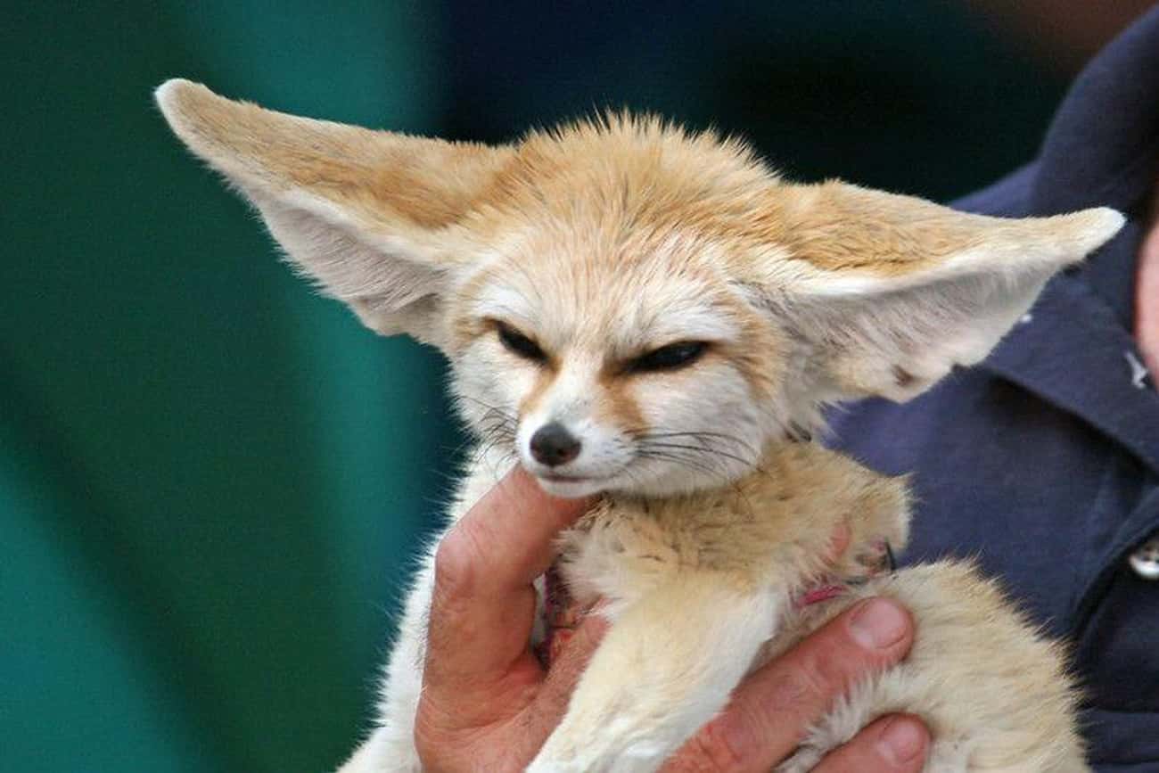 This Baby Fennec Fox Defies The Boundaries Of Cute