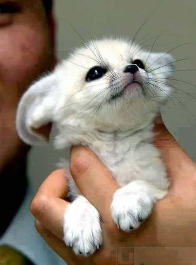 The Cutest Animals That Fit Right on Your Finger - ViraLuck