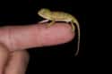 This Cute Chameleon Wonders, Which Way To The Bathroom? on Random Cutest Animals That Fit Right on Your Finger