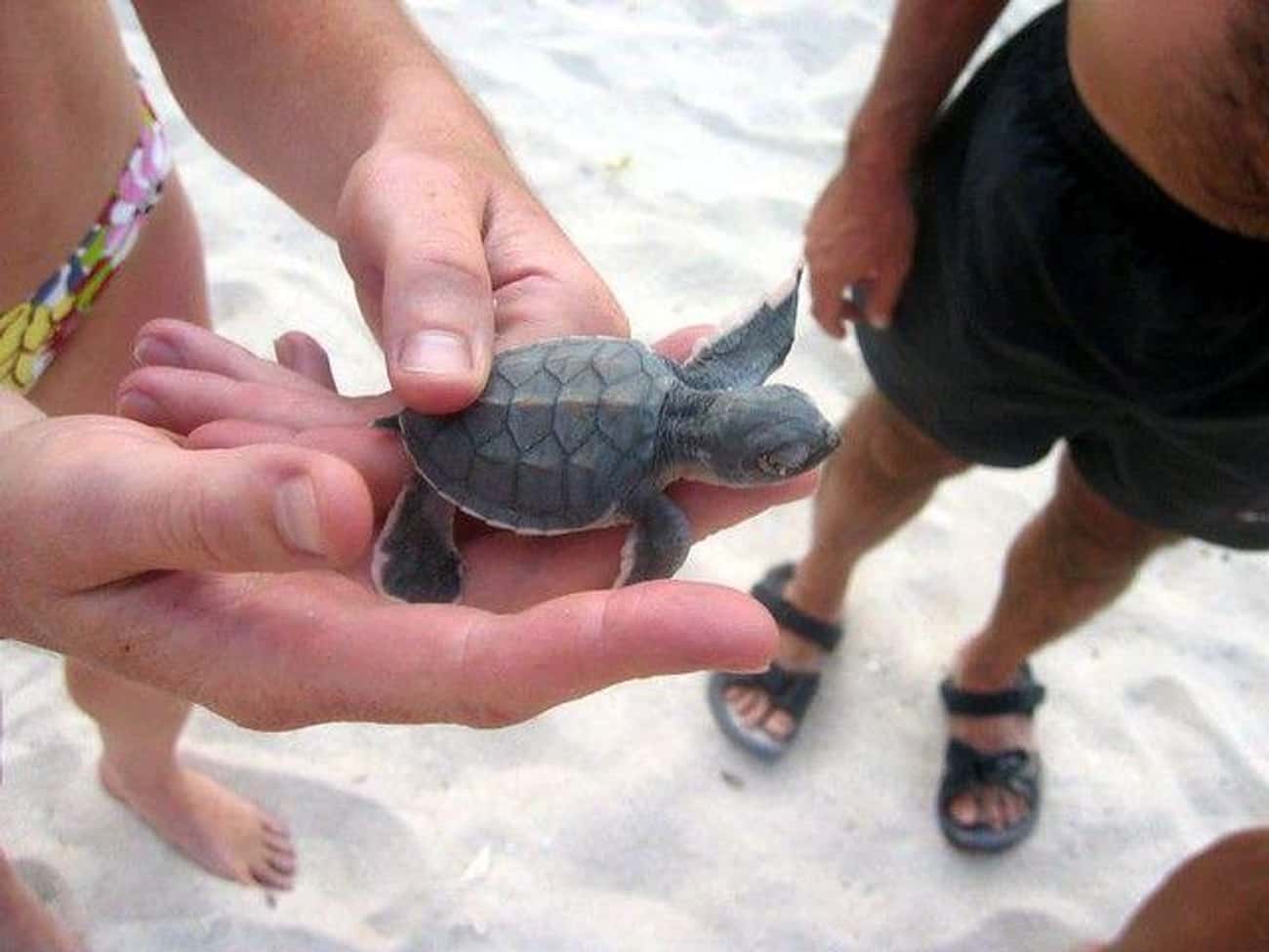 This Baby Sea Turtle Invites You To Hit The Beach