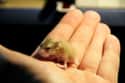 This Baby Hamster Thanks You For Lending Him A Hand on Random Cutest Animals That Fit Right on Your Finger