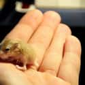 This Baby Hamster Thanks You For Lending Him A Hand on Random Cutest Animals That Fit Right on Your Finger