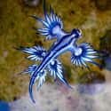 This Blue Dragon Nudibranch Is Among The World's Rarest Creatures on Random Cutest Animals That Fit Right on Your Finger