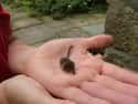 This Etruscan Shrew Holds The Record For Tiniest Land Animal In The World on Random Cutest Animals That Fit Right on Your Finger