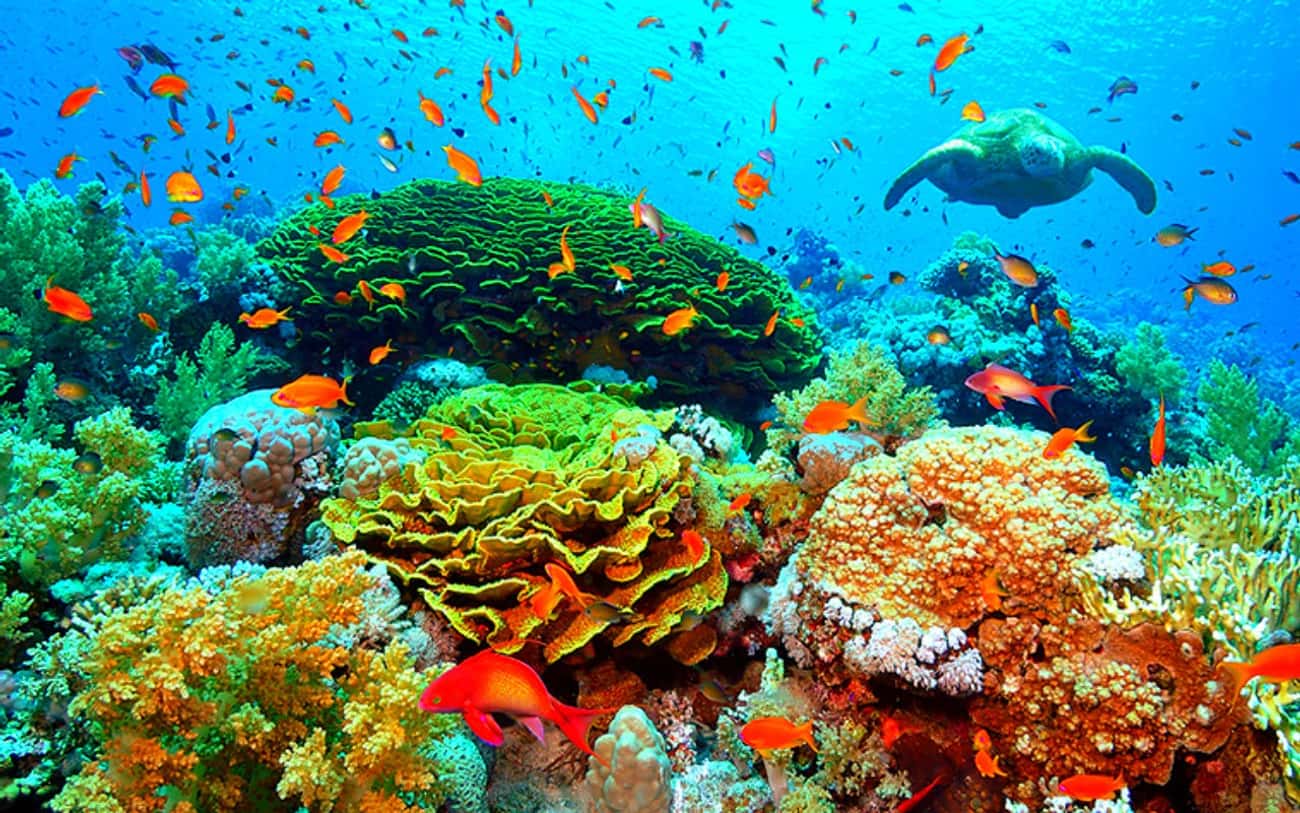 Коралловый риф отзывы. Рифы в Египте. Коралловый риф в Шарм Эль Шейхе. Большой Барьерный риф подводный мир. Рас Мохаммед коралловые рифы.