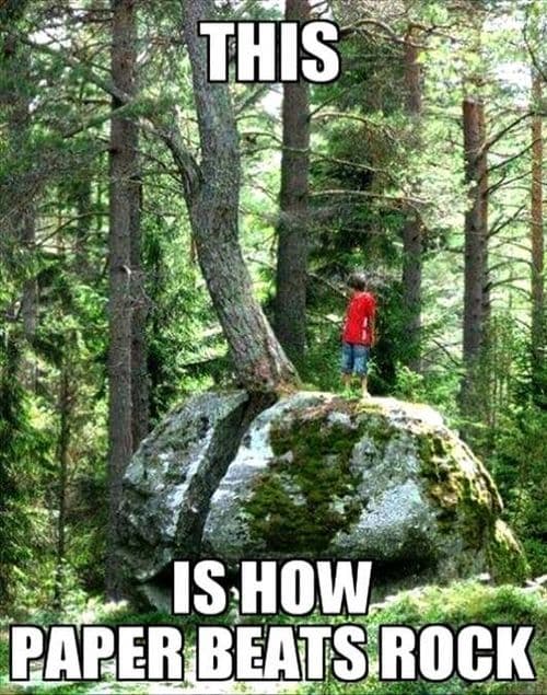 Funny Trees Overgrown Tree Pictures