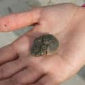 Teeny Tiny Horseshoe Crab Thinks Your Finger Makes a Great Home on Random Cutest Animals That Fit Right on Your Finger