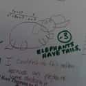 An Elephant Never Forgets, But This Student Couldn't Remember To Draw The Tail on Random Hilarious Teacher Test Comments