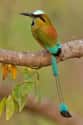 This Motmot with Killer Tail Feather Game on Random Most Colorful Birds In World