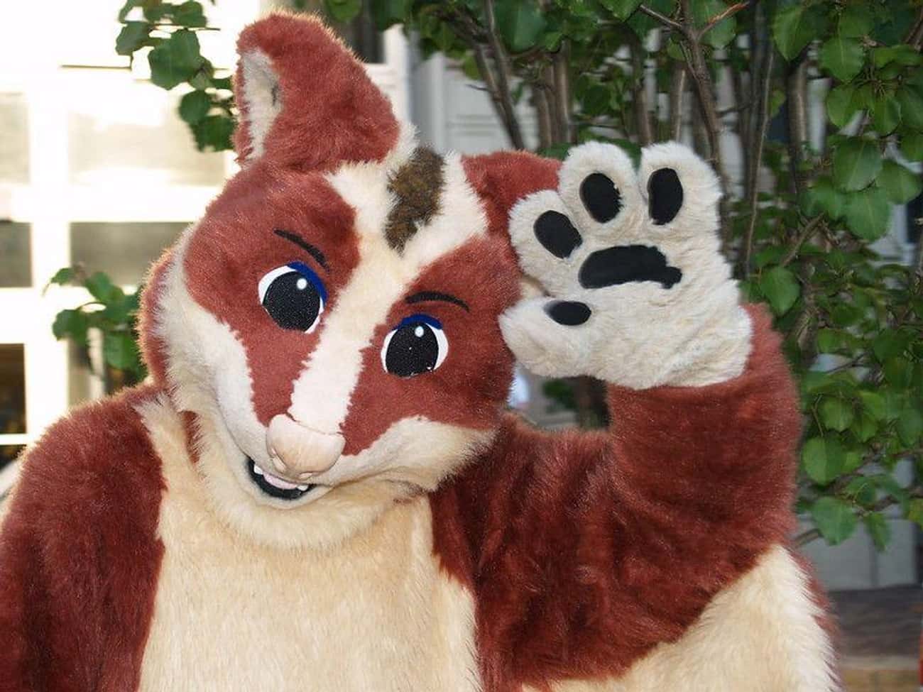 Facts About Furries Inside Furry Fandom Facts About Furries Inside Furry Fandom