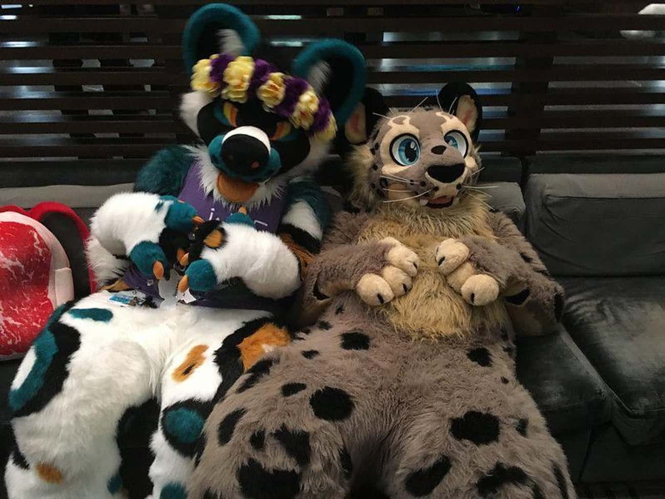 Facts About Furries Inside Furry Fandom Facts About Furries Inside Furry Fandom