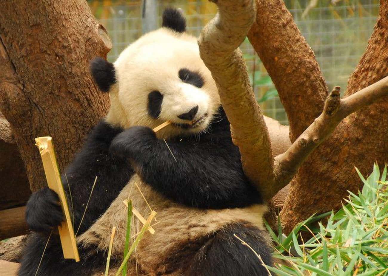 This Panda Is Just Enjoying Life