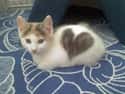 Wearing One's Heart On One's Fur on Random Cats with Totally Cool Markings