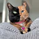 Venus The Two-Faced Cat Could Belong To Harvey Dent on Random Cats with Totally Cool Markings